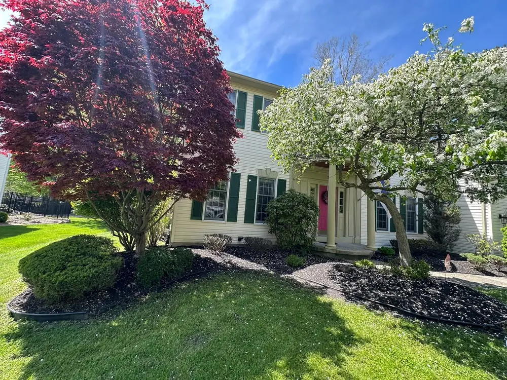 Blooming maple and dogwood in a landscaped yard in Buffalo, NY