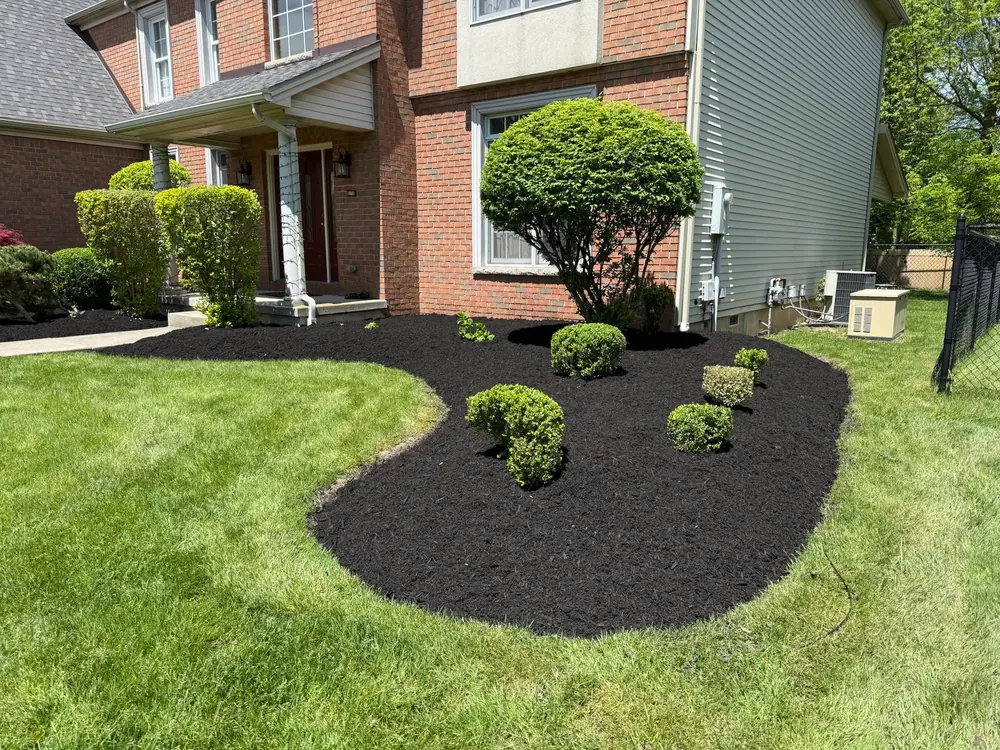 Curved mulch bed with manicured boxwoods in Buffalo, NY