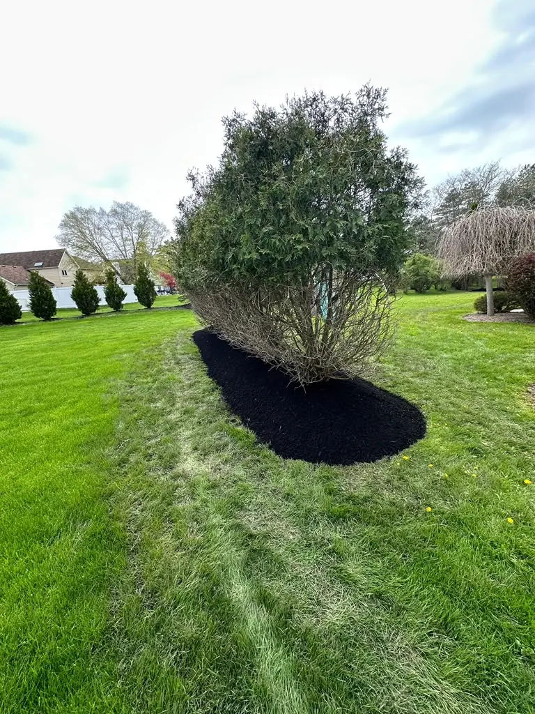 Freshly edged mulch bed along the front yard in Buffalo, NY