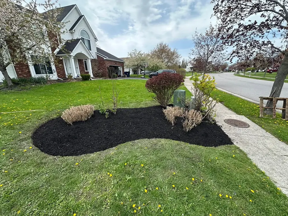 Clean mulch ring around a mature shade tree in Buffalo, NY