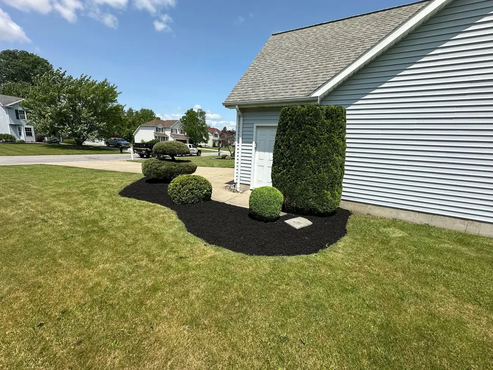 New mulch bed along backyard shrubs in Buffalo, NY