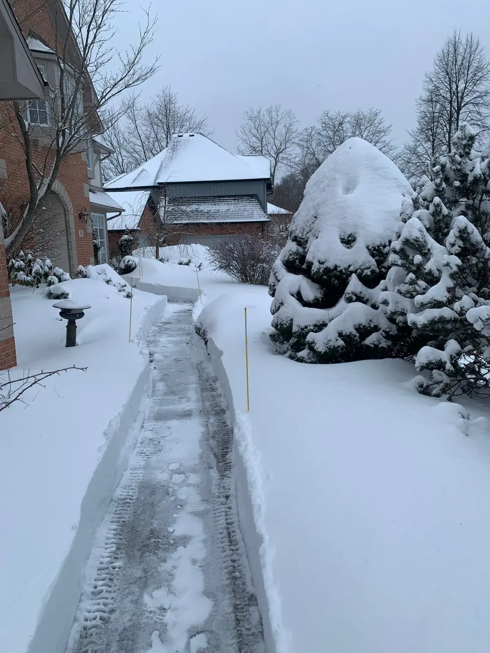 Walkway shoveled clean past a snow-covered evergreen in Buffalo, NY