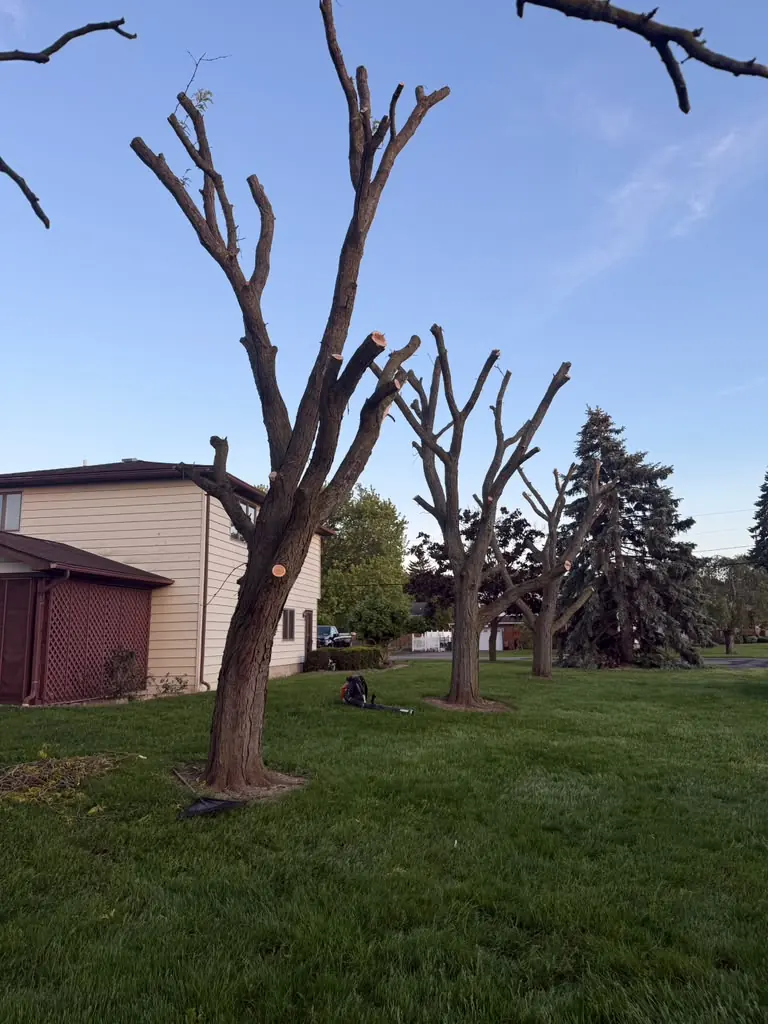 Freshly pruned trees over a healthy lawn in Buffalo, NY