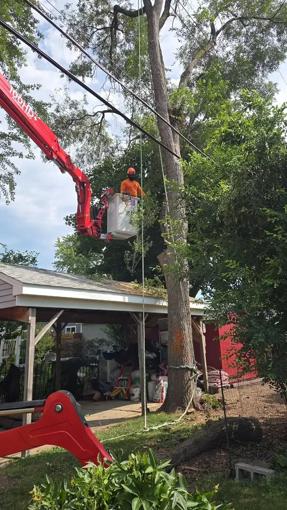 Cutting back a branch overhanging the yard in Buffalo, NY