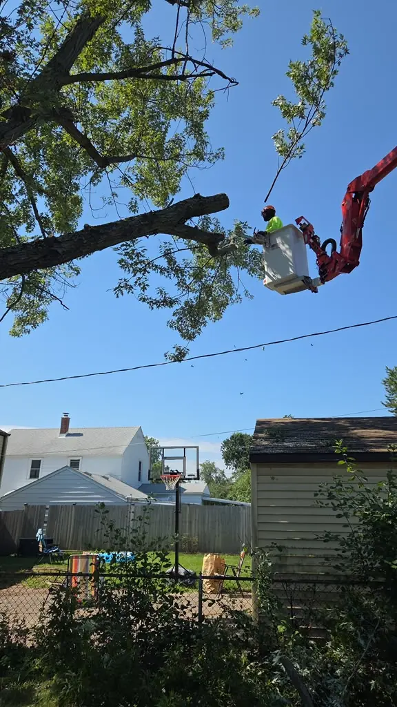Bucket truck trimming a shade tree in Buffalo, NY