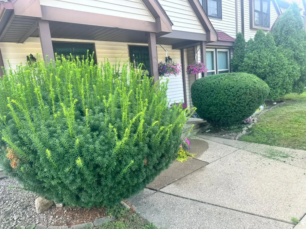 Perfectly rounded shrubs at a townhome entrance in Buffalo, NY